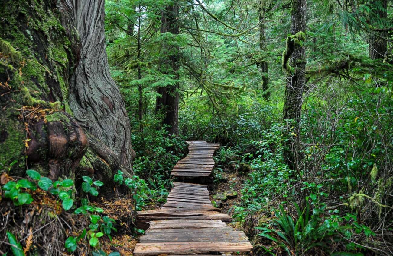 Schooner Cove Trail in Tofino’s Pacific Rim National Park Reserve ...