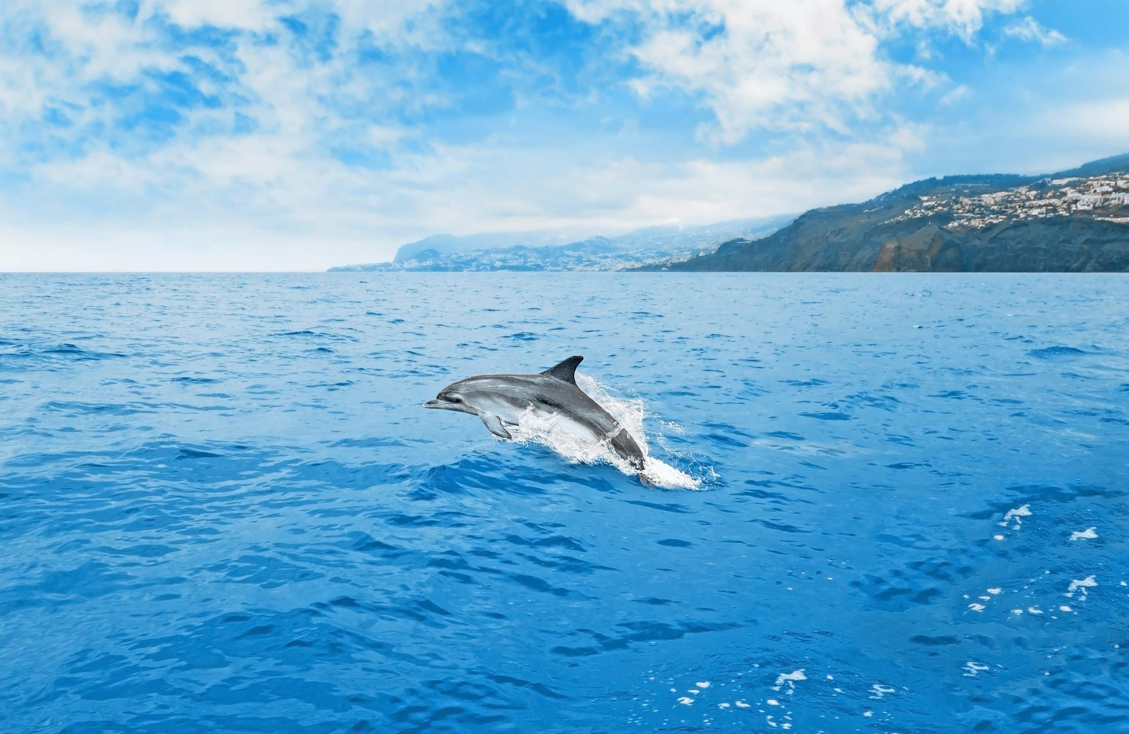 searching-for-dolphins-whales-off-reunion-island