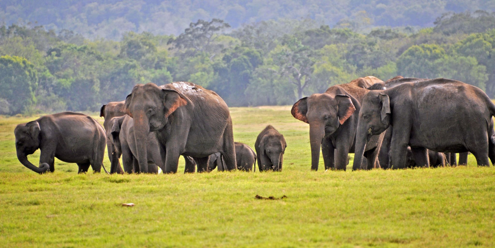 The Amazing Wild Elephants of Sri Lanka (And How You Can See Them