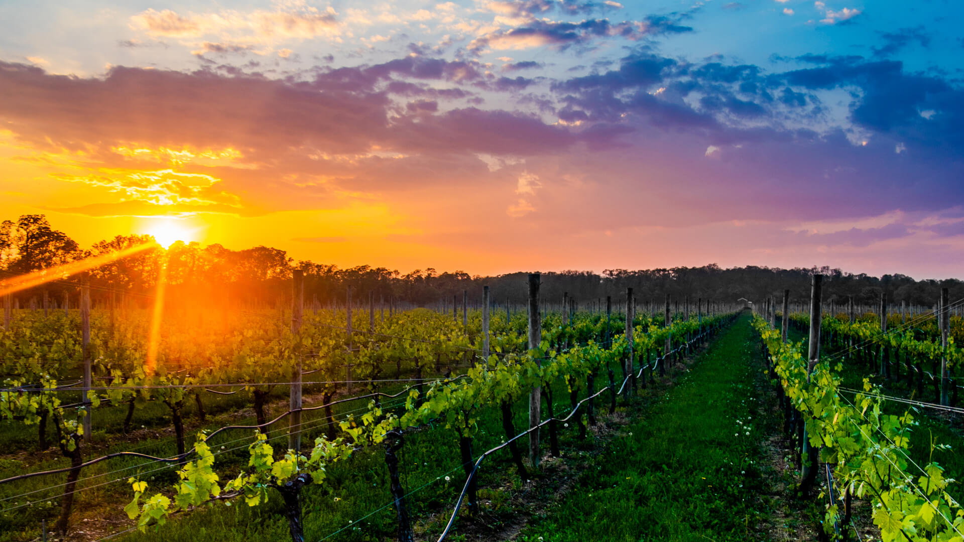 The Long Island Wineries | How To Visit & Have An Amazing Time ...