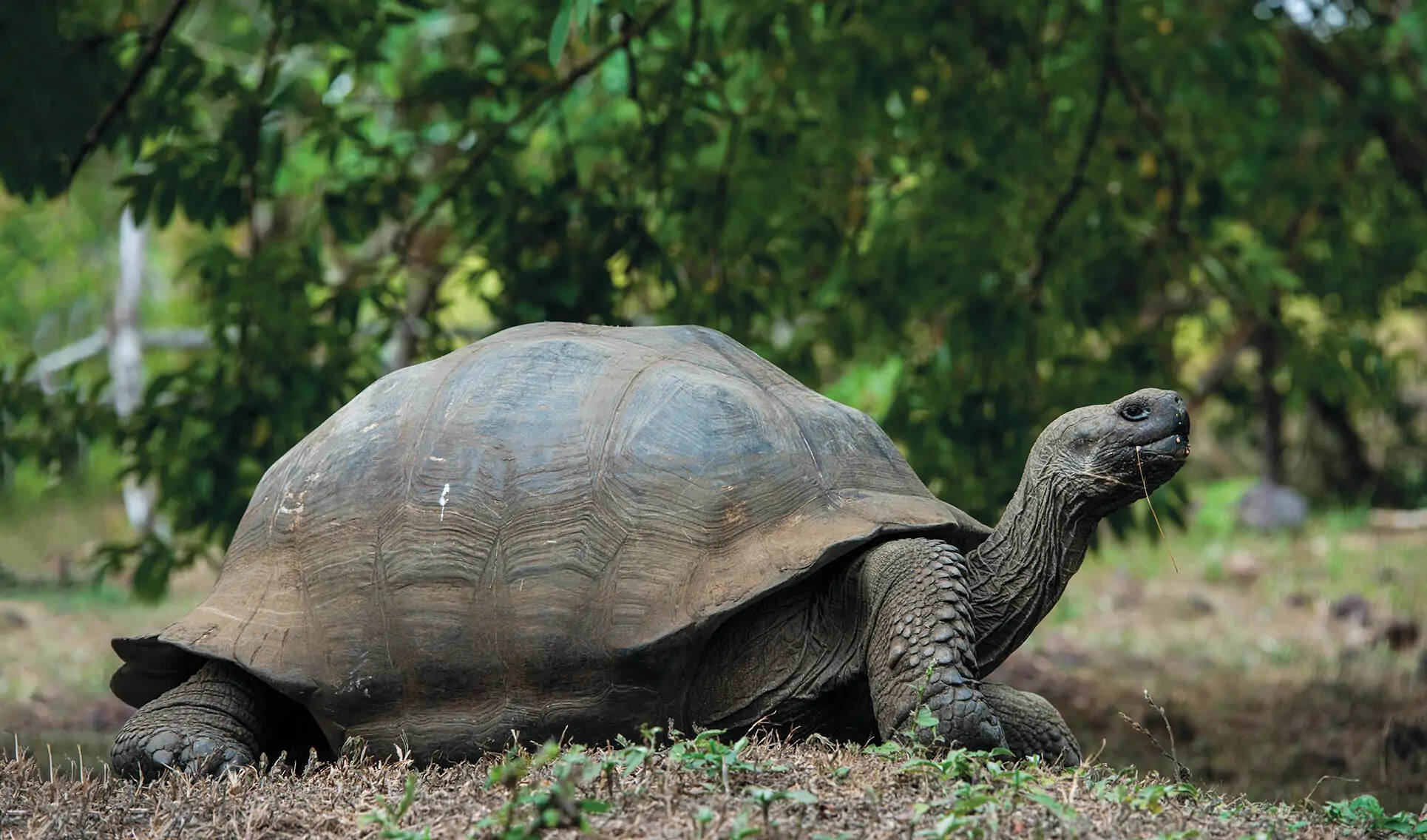 Tracking tortoises on Santa Cruz in the Galapagos Islands | TouristSecrets