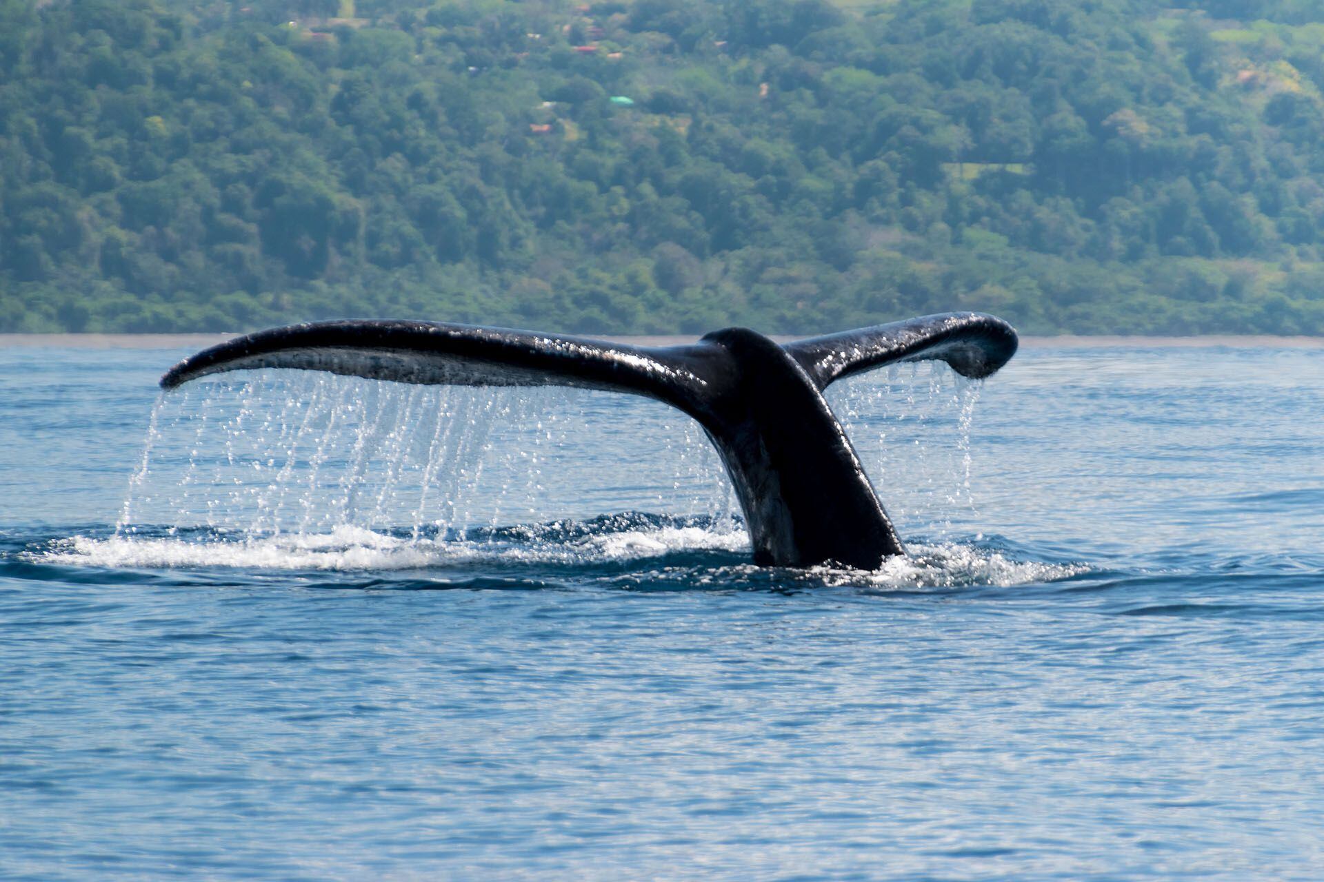 Whale Watching in Uvita, Costa Rica - What You Need to Know