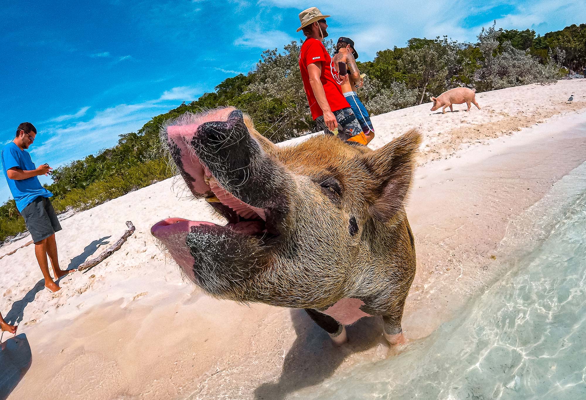 Your Guide to Swimming with Pigs in the Bahamas | TouristSecrets