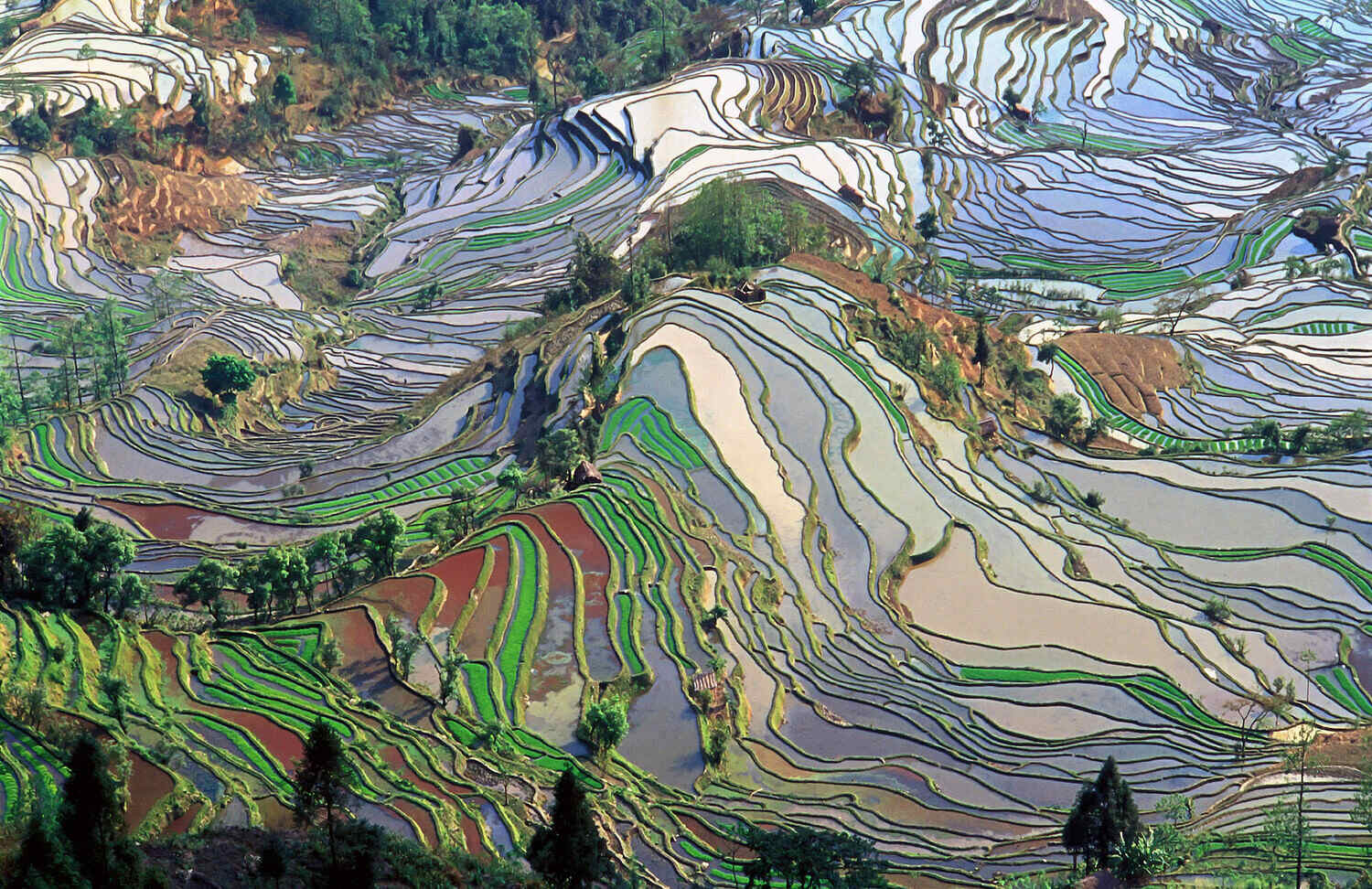 Yuan Yang: The Chinese Rice Terraces of Dreams | TouristSecrets