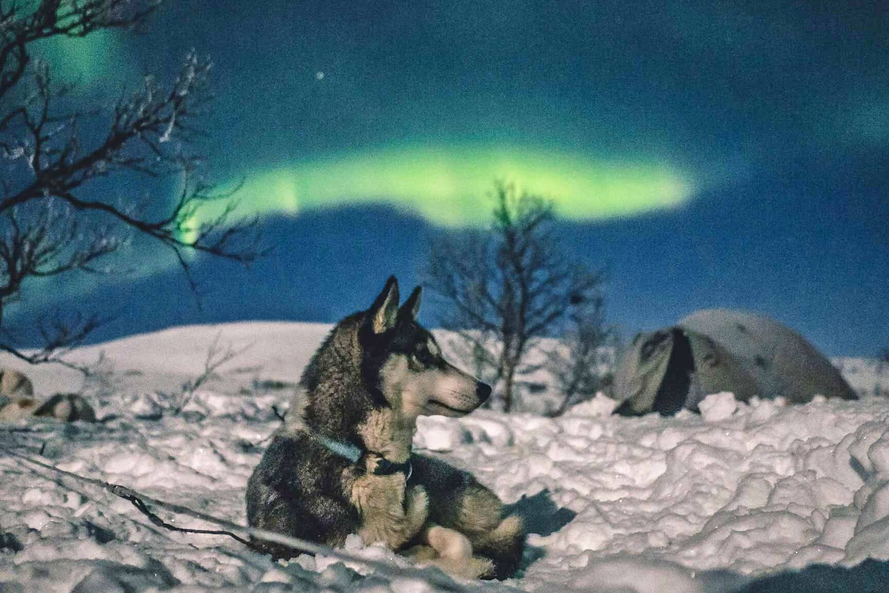a-nights-tail-aurora-husky-hike-in-norway