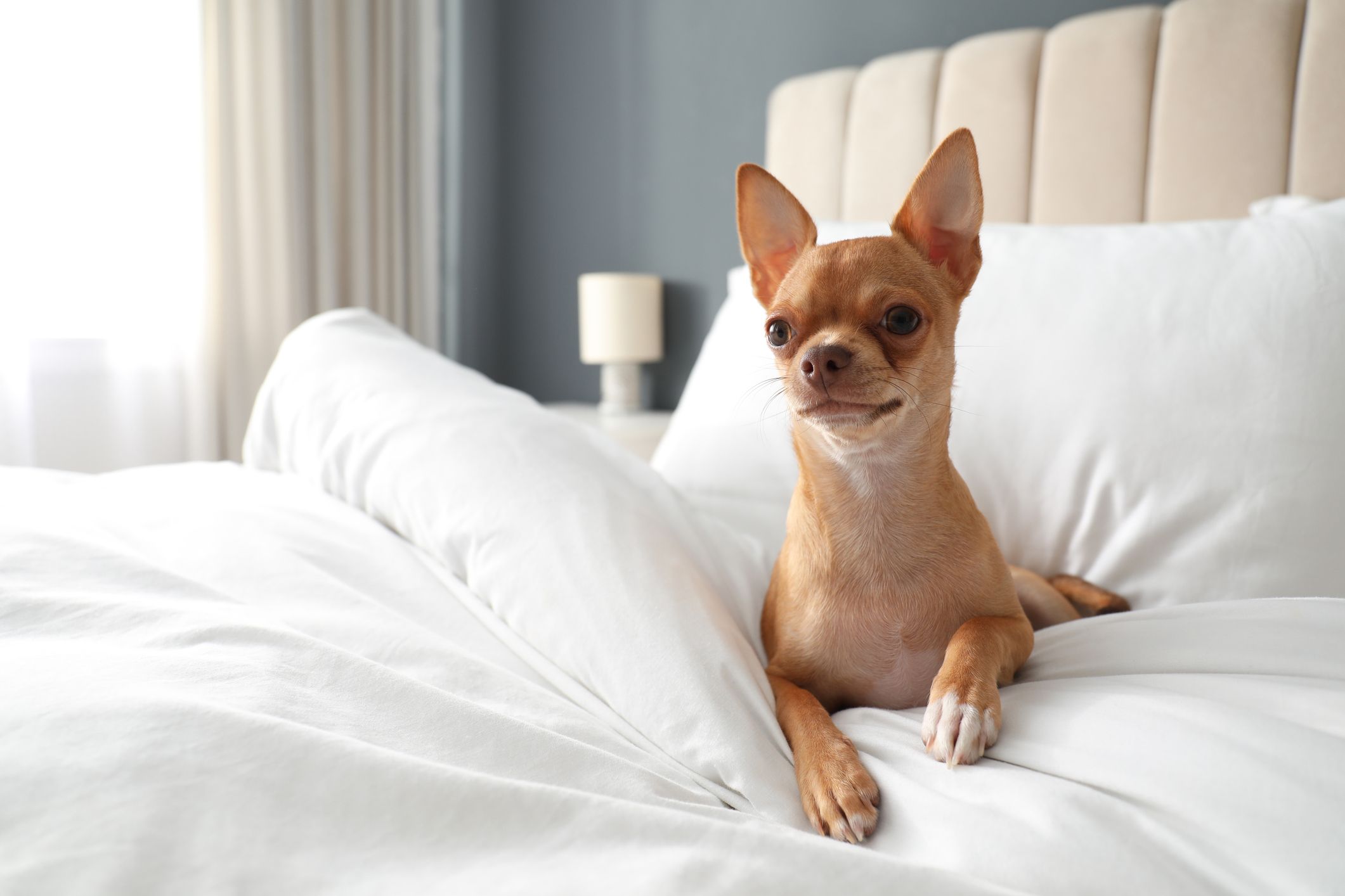 Best Pet-Friendly Hotels in Fort Lauderdale | TouristSecrets