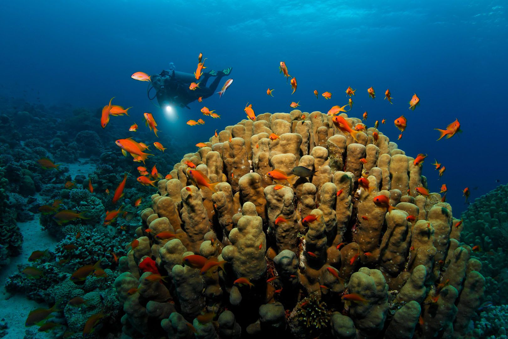 Red Sea Divers Hurghada