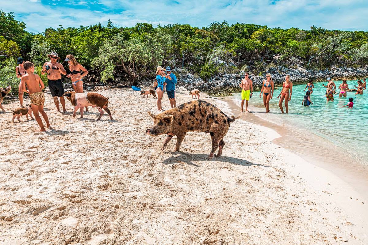 How To Swim With Pigs In The Bahamas At Pig Beach | TouristSecrets