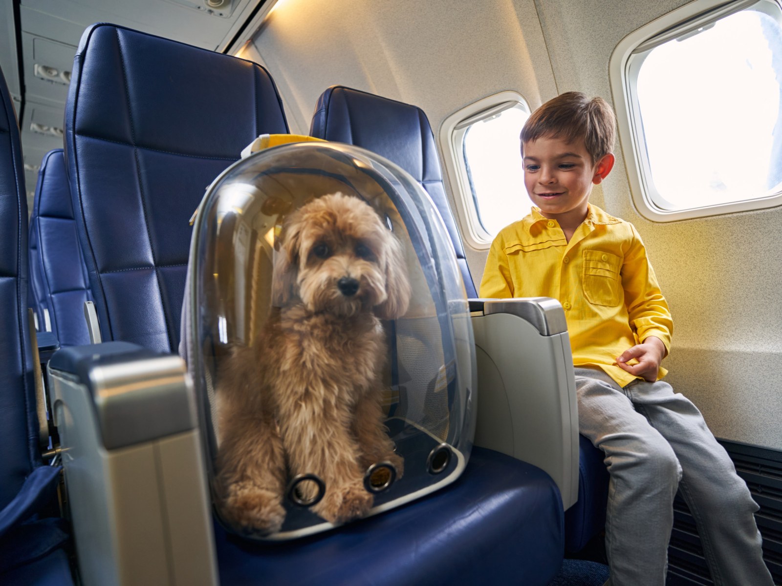 How To Take Dog On Airplane | TouristSecrets