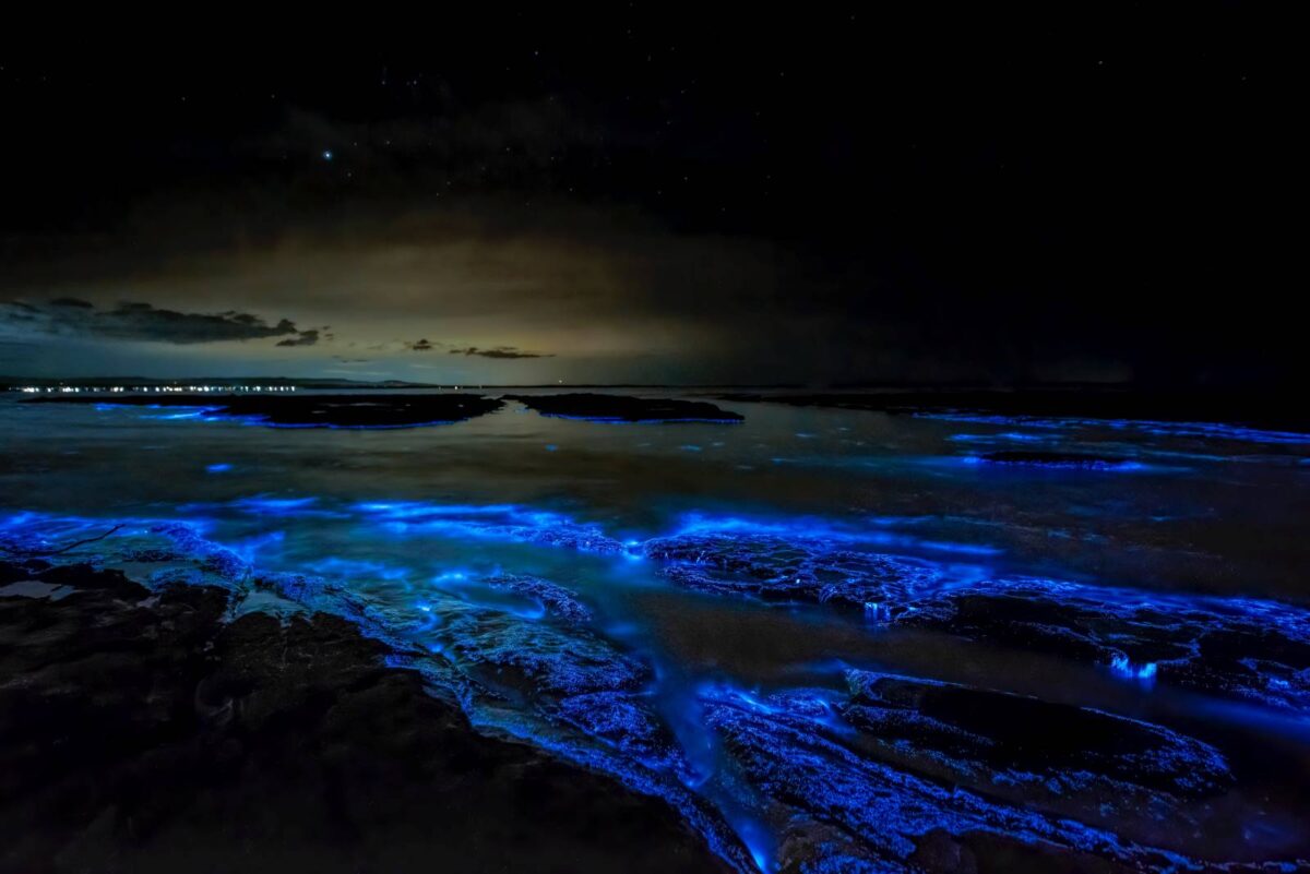 Red Tide Magic - Bioluminescence Captured At Night In San Diego ...