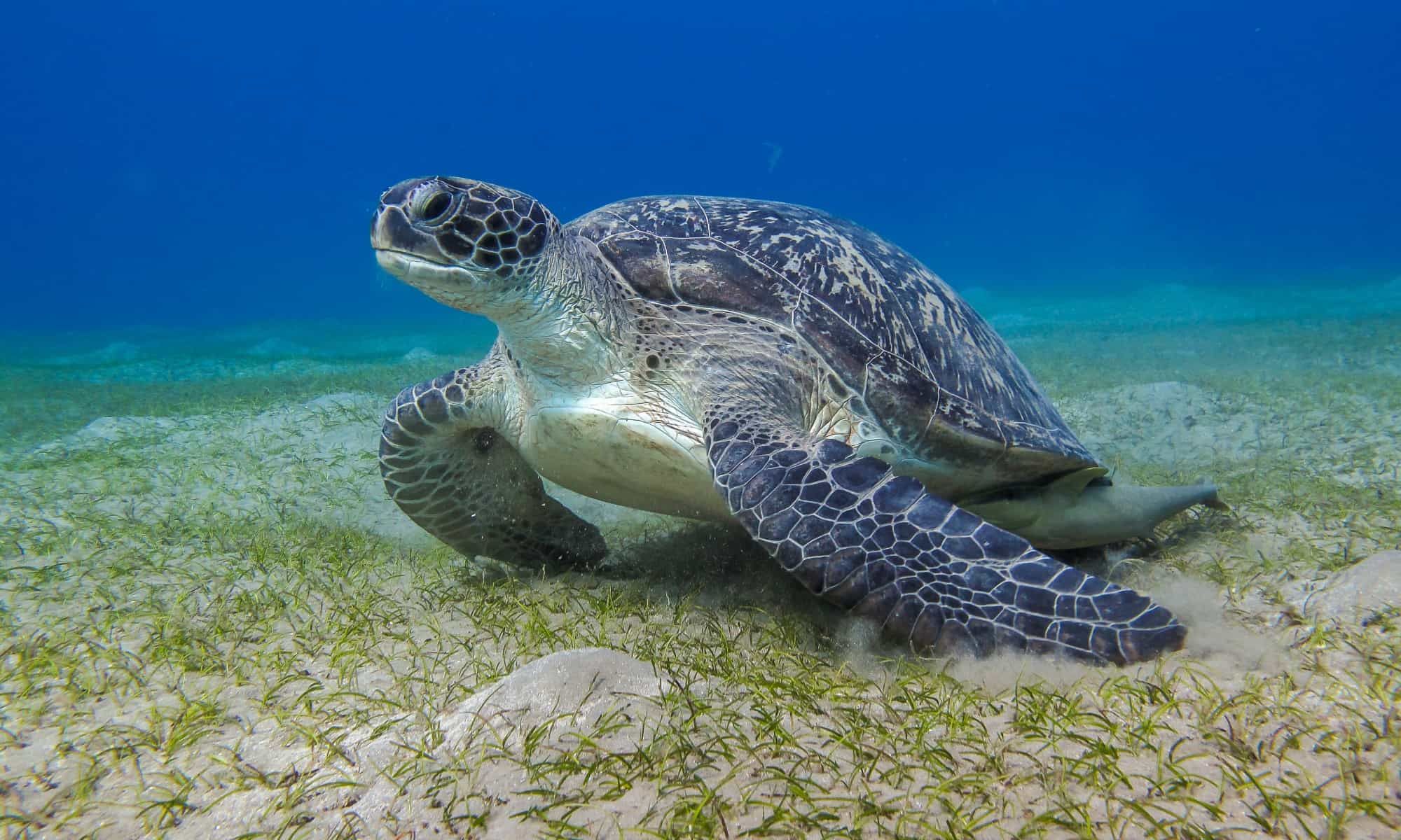 Searching For Giant Blue Turtles In South Africa | TouristSecrets