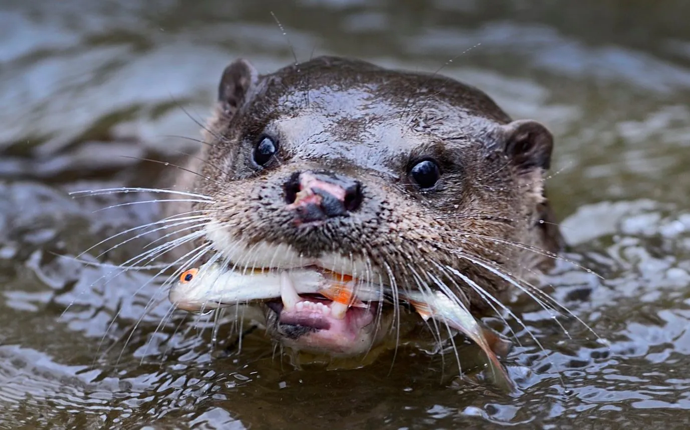 The Fishing Otters of Bangladesh | TouristSecrets