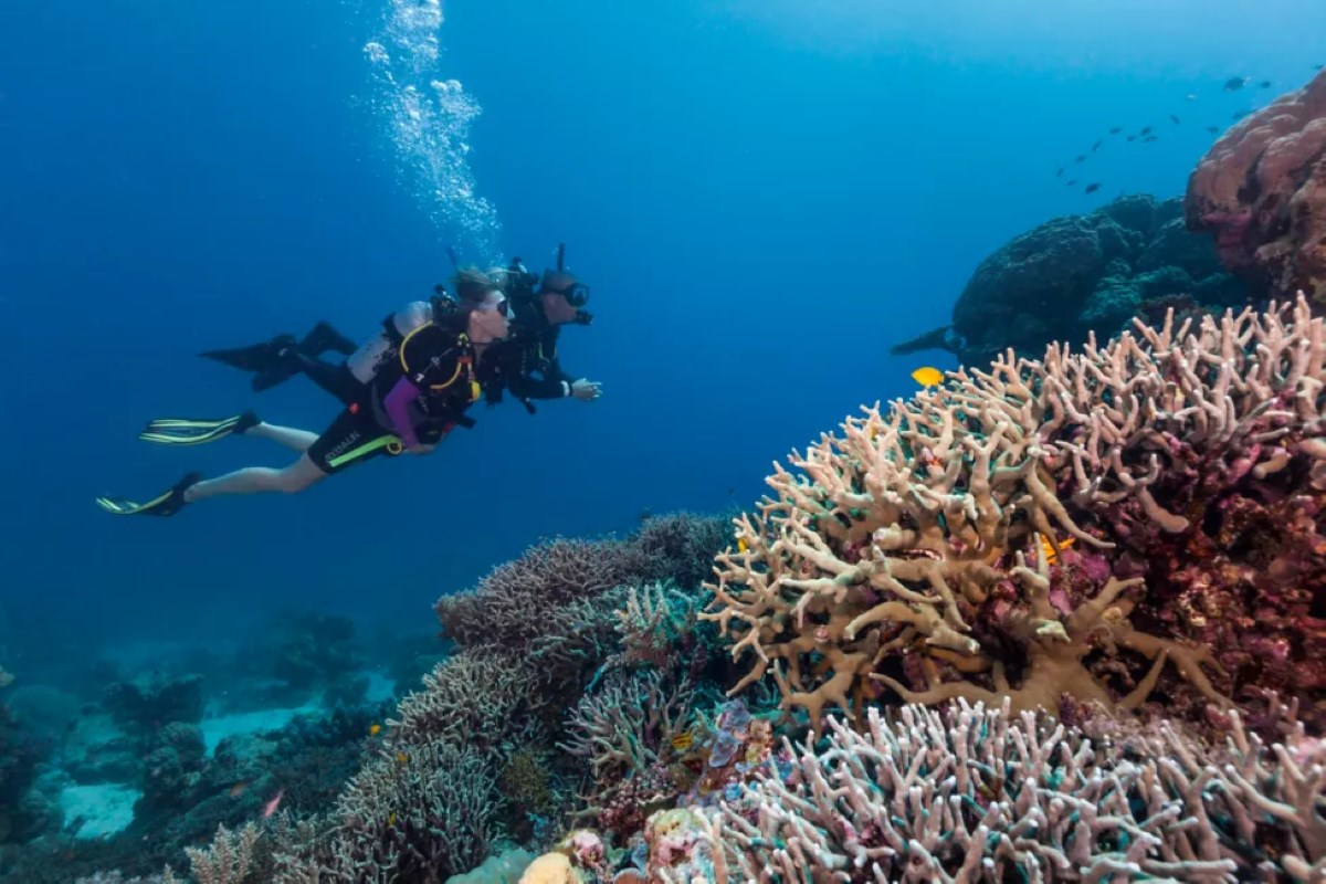 Tips for Scuba Diving the Great Barrier Reef | TouristSecrets