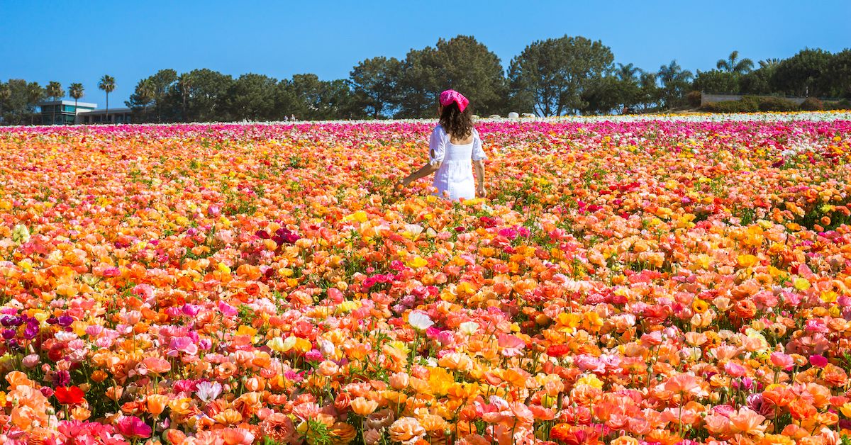 Tips for Visiting the Carlsbad Flower Fields | TouristSecrets