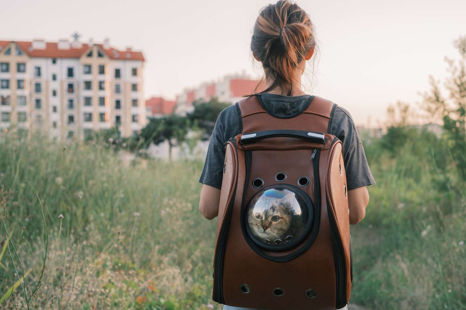 why-does-my-cat-lay-on-my-backpack-touristsecrets