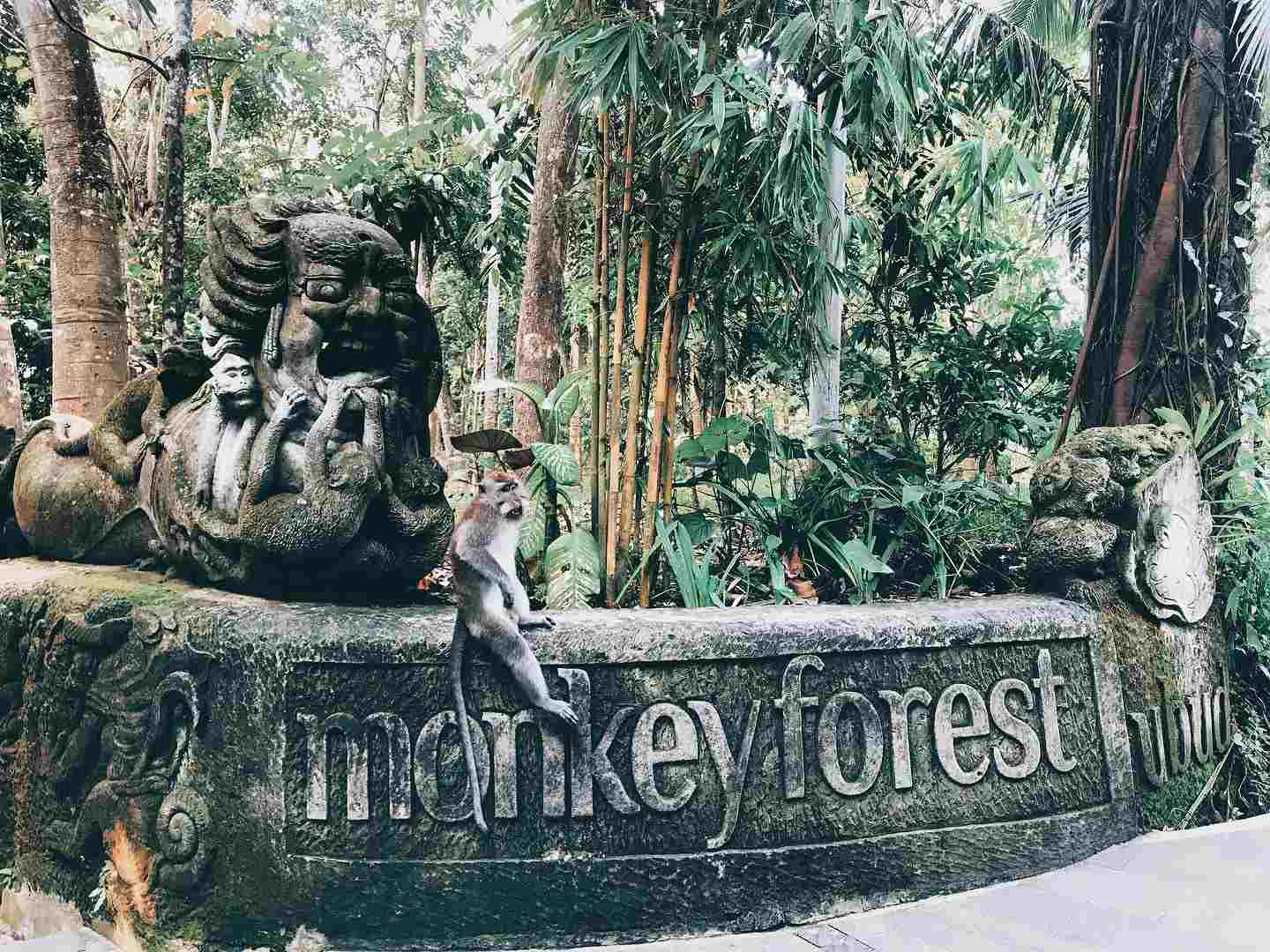 Sacred Monkey Forest Sanctuary In Ubud, Bali: Visitors Guide ...