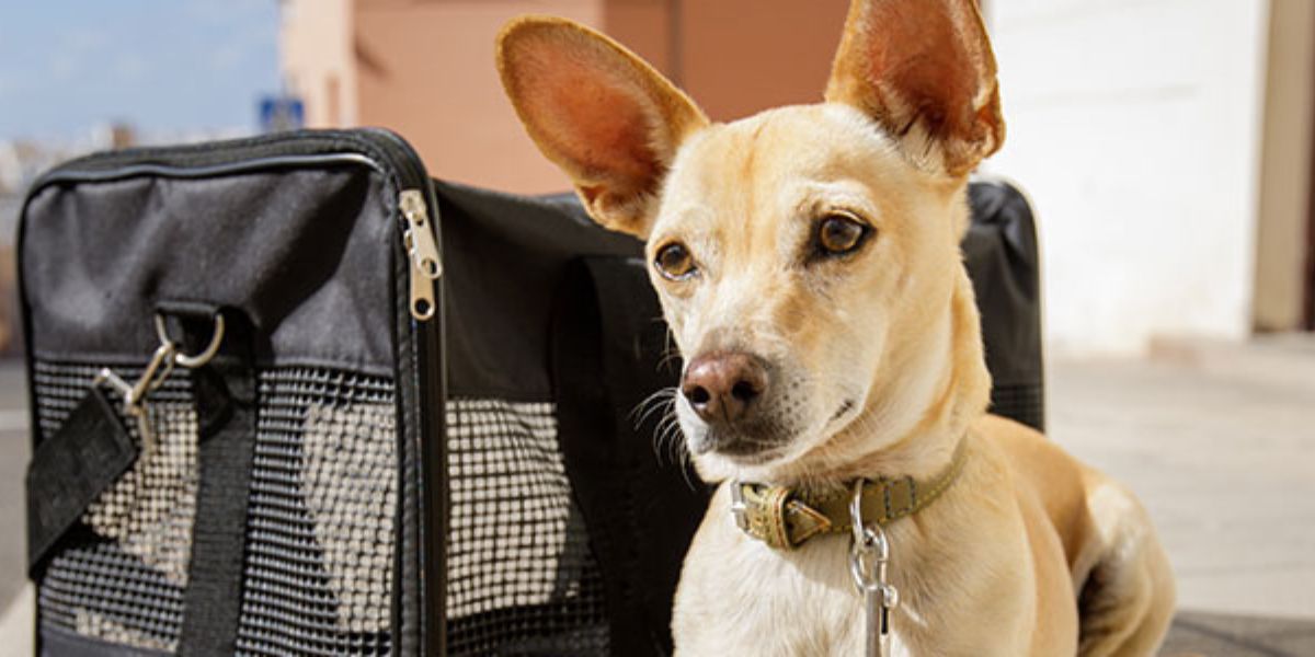 The Best WestJet Approved Pet Carriers (tried and tested for most