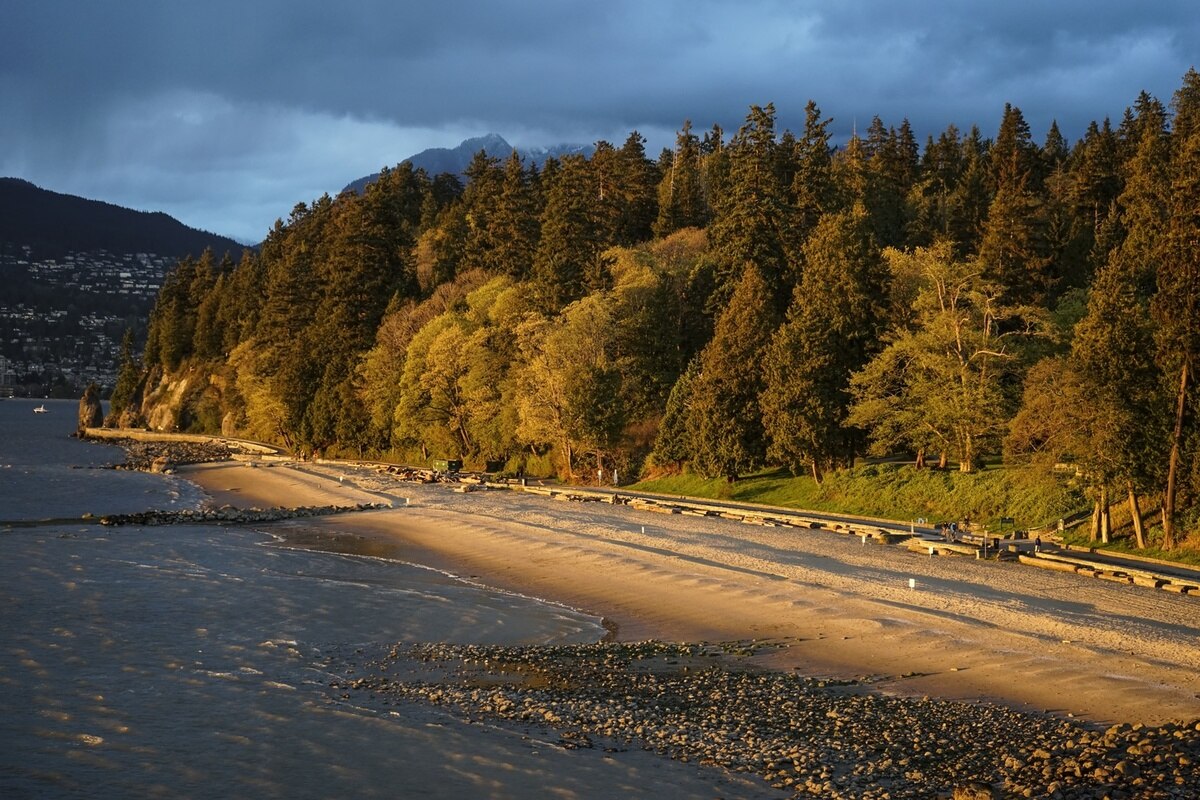 Driftwood On Stanley Park Beach Photography Art