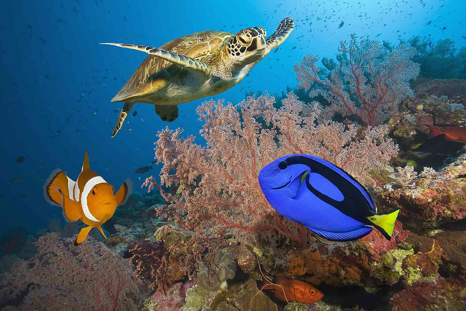 how-does-tourism-affect-the-great-barrier-reef