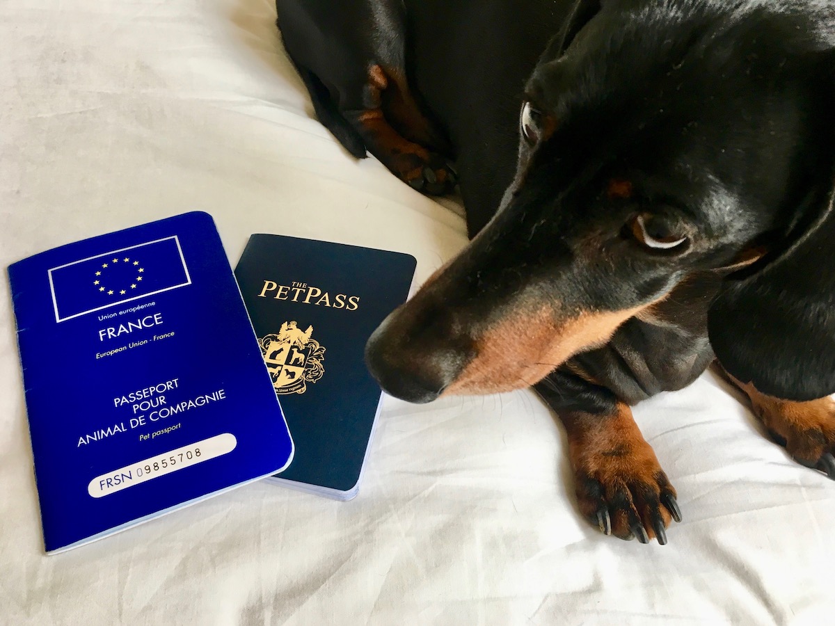 how-to-get-a-dog-passport-touristsecrets