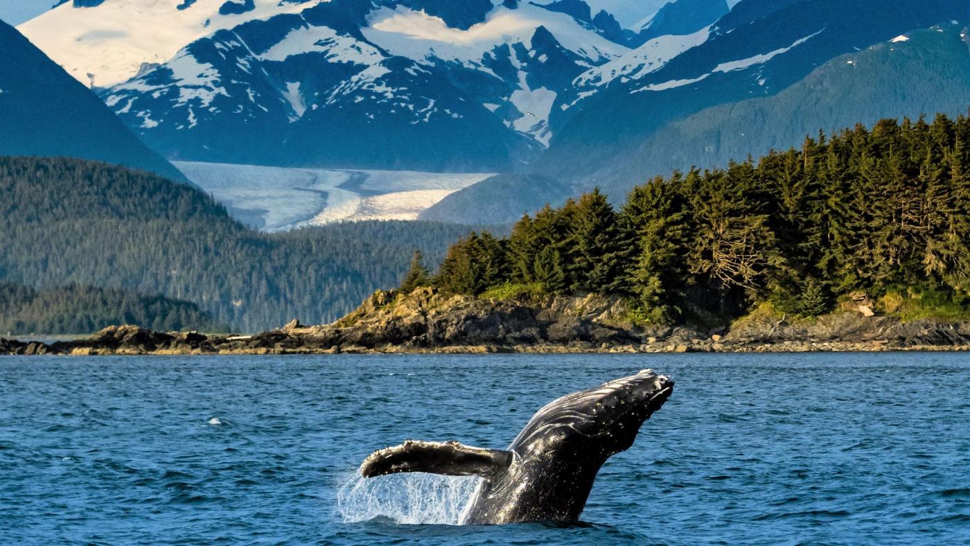 when-is-the-best-time-to-take-an-alaskan-cruise-to-see-whales