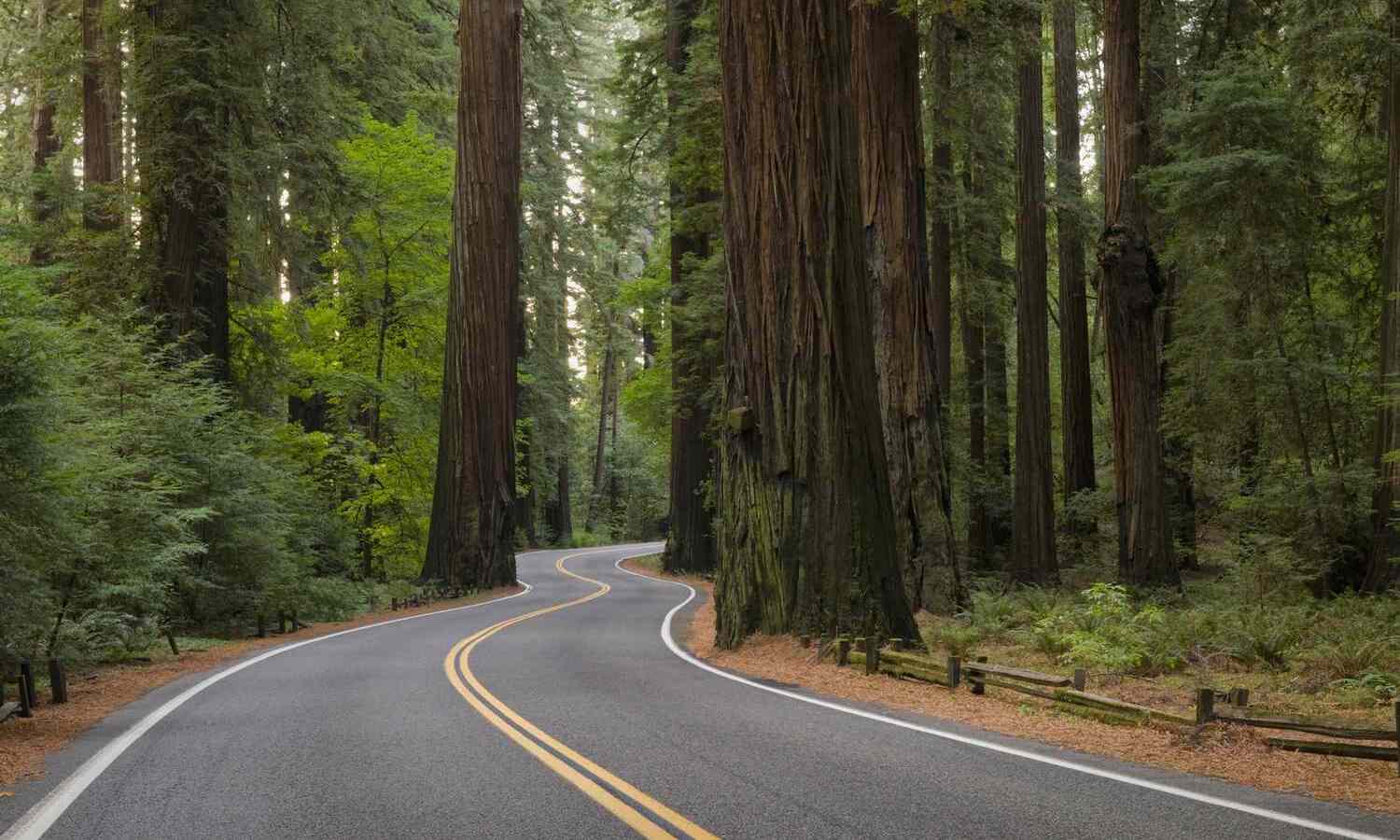 10 Breathtaking Road Trips in Redwood City, California | TouristSecrets