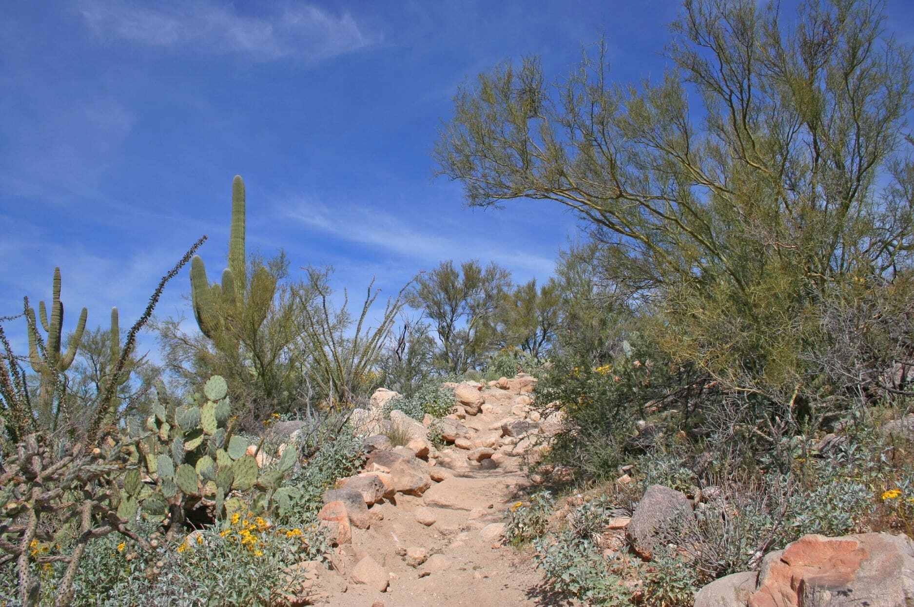 11 Scenic Hikes to Take in Surprise, Arizona | TouristSecrets