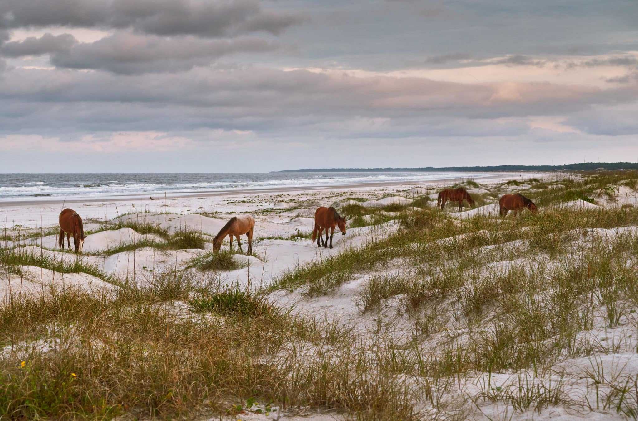 Mysteries Of Georgia's Cumberland Island | TouristSecrets