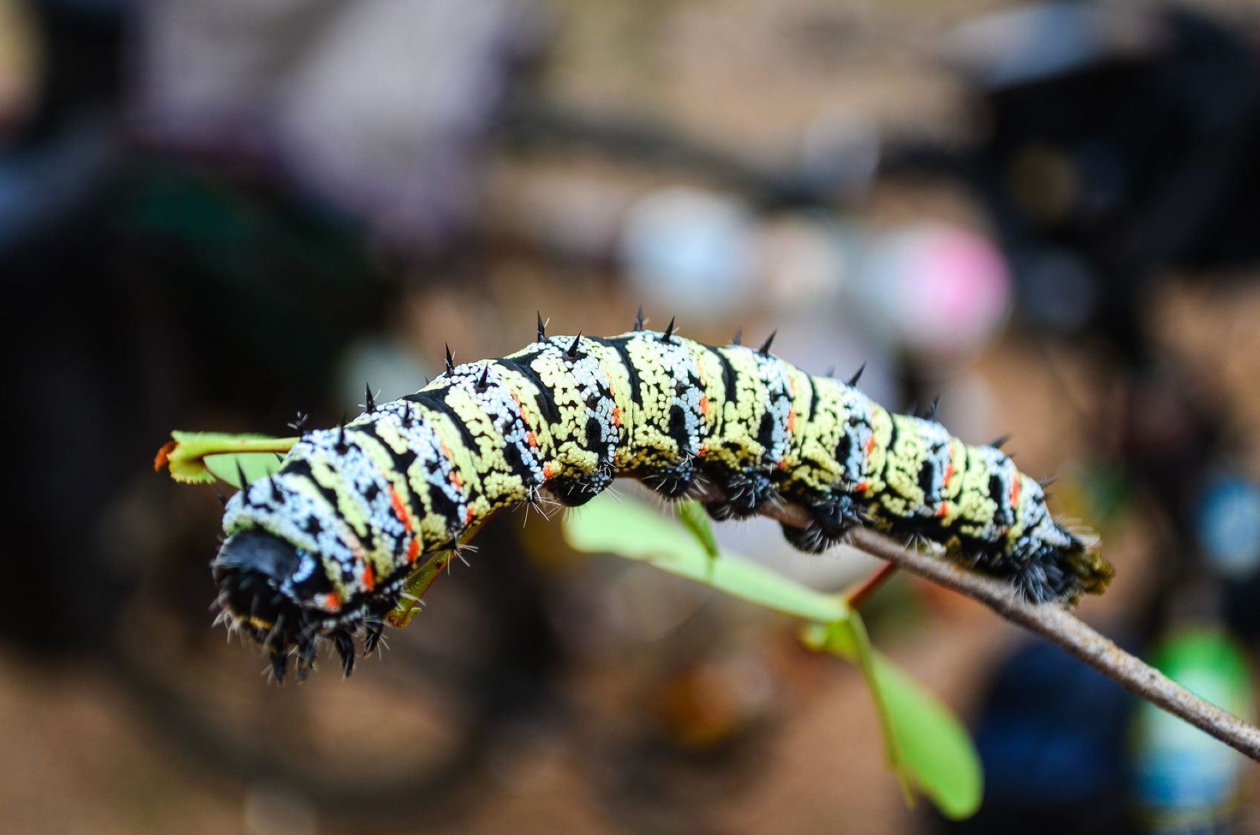 the-fascinating-journey-of-zimbabwes-beloved-mopane-worms