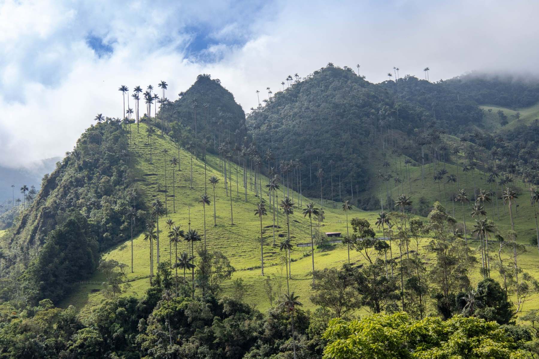 Unlock The Secrets Of Hiking The Cocora Valley | TouristSecrets