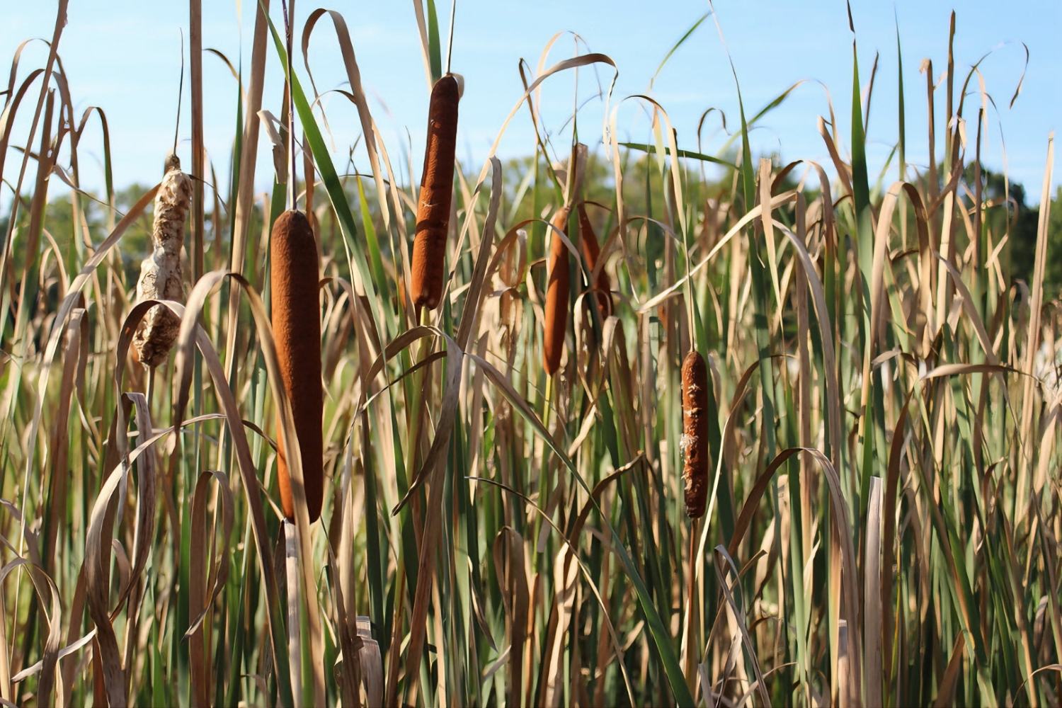 Hidden Wild Cattail Marshes Of The Netherlands | TouristSecrets