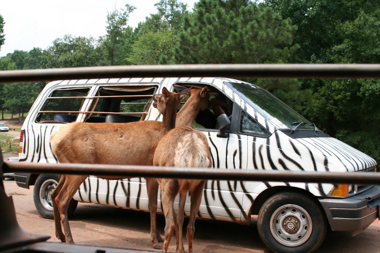 roar-into-adventure-at-pine-mountains-wild-animal-safari