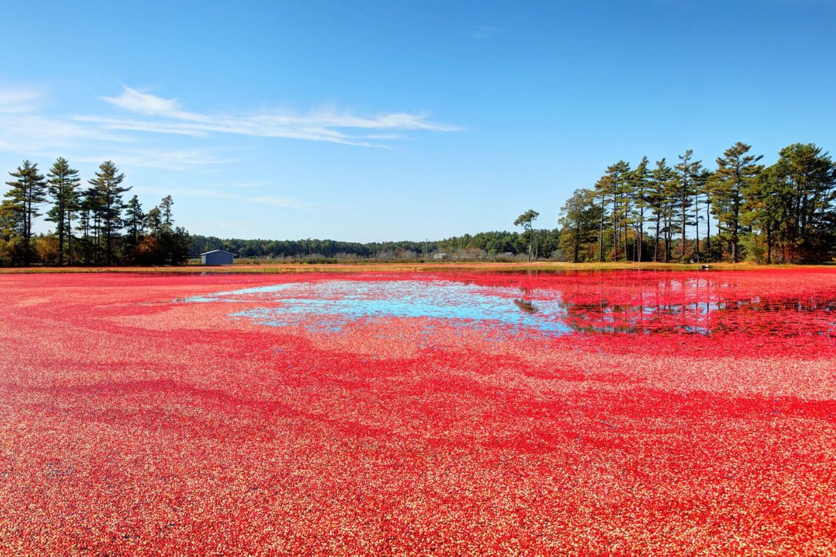 Secret Cranberry Bogs Of Massachusetts | TouristSecrets