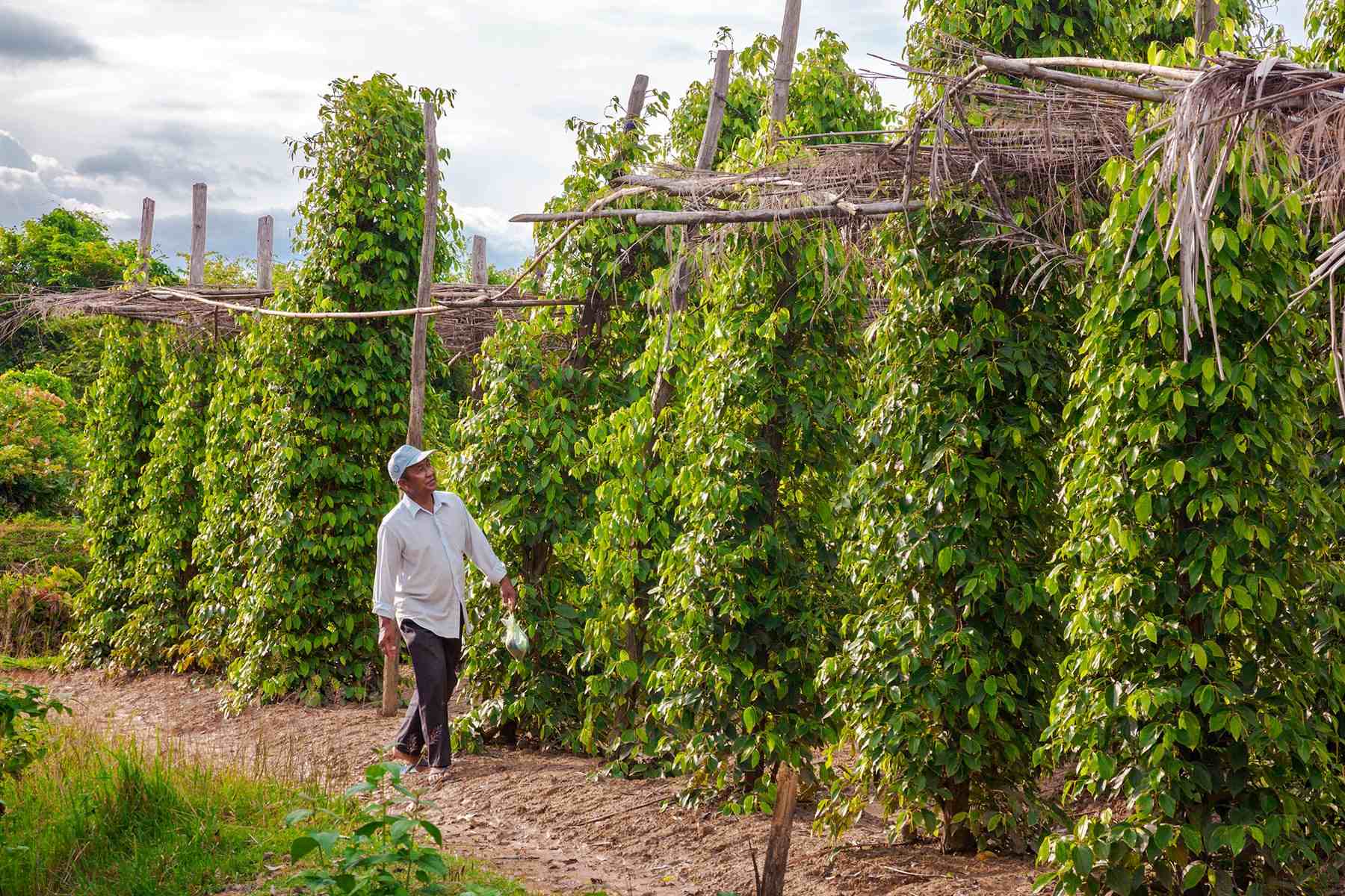 Secrets Of Kampot Pepper Farm In Cambodia | TouristSecrets