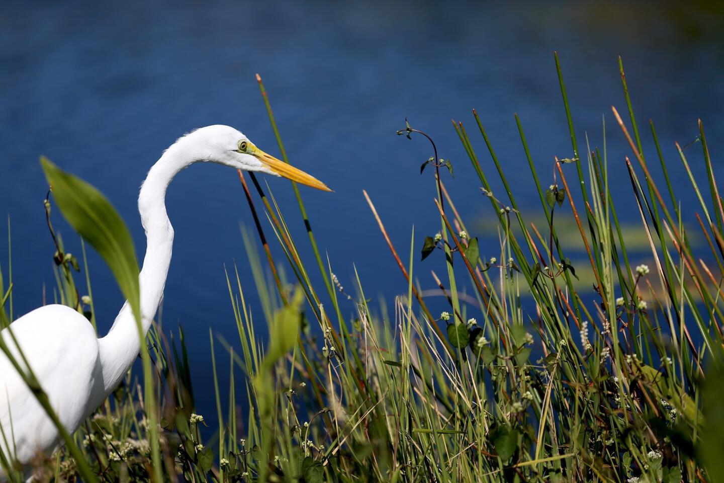 Secrets Of The Everglades Ecosystem | TouristSecrets