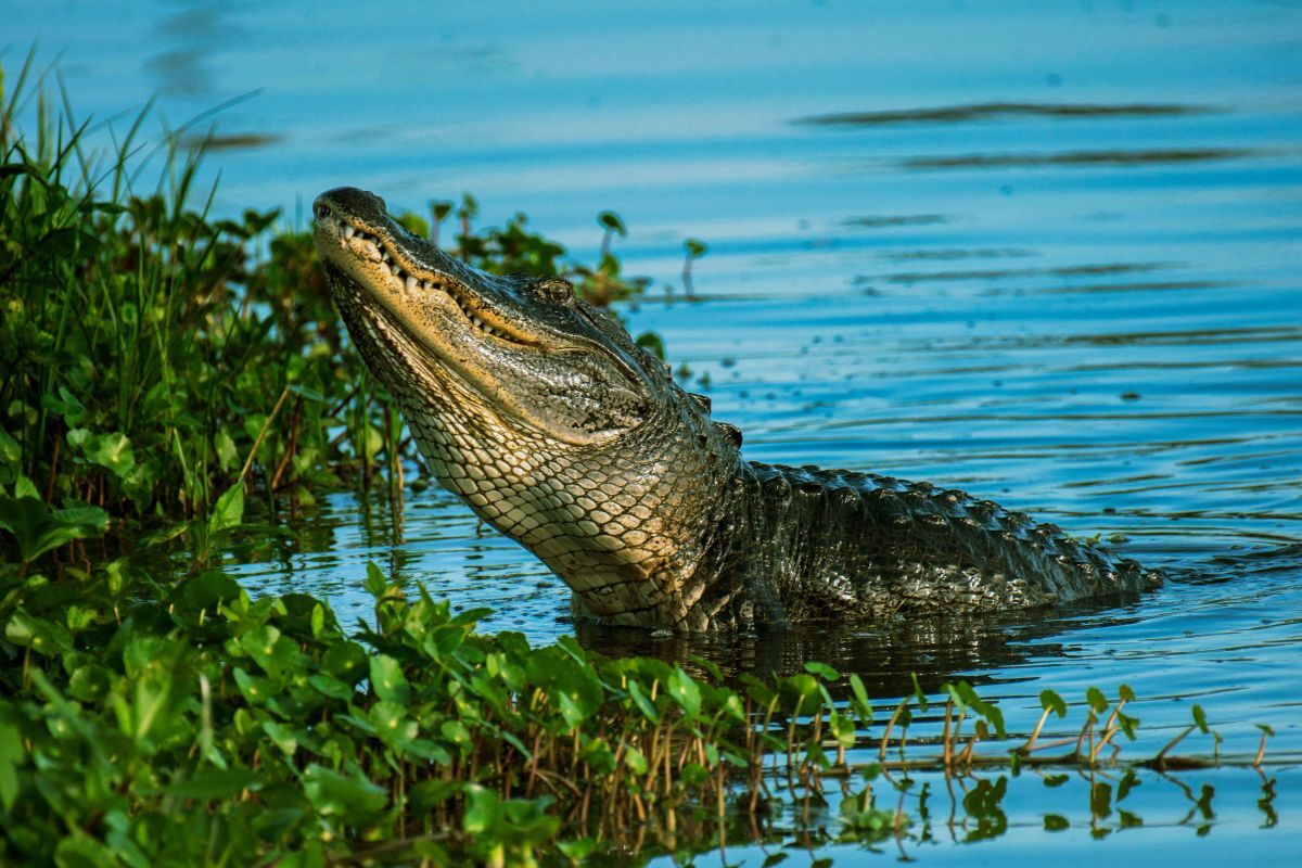 thrilling-airboat-rides-at-gulf-coast-gator-ranch