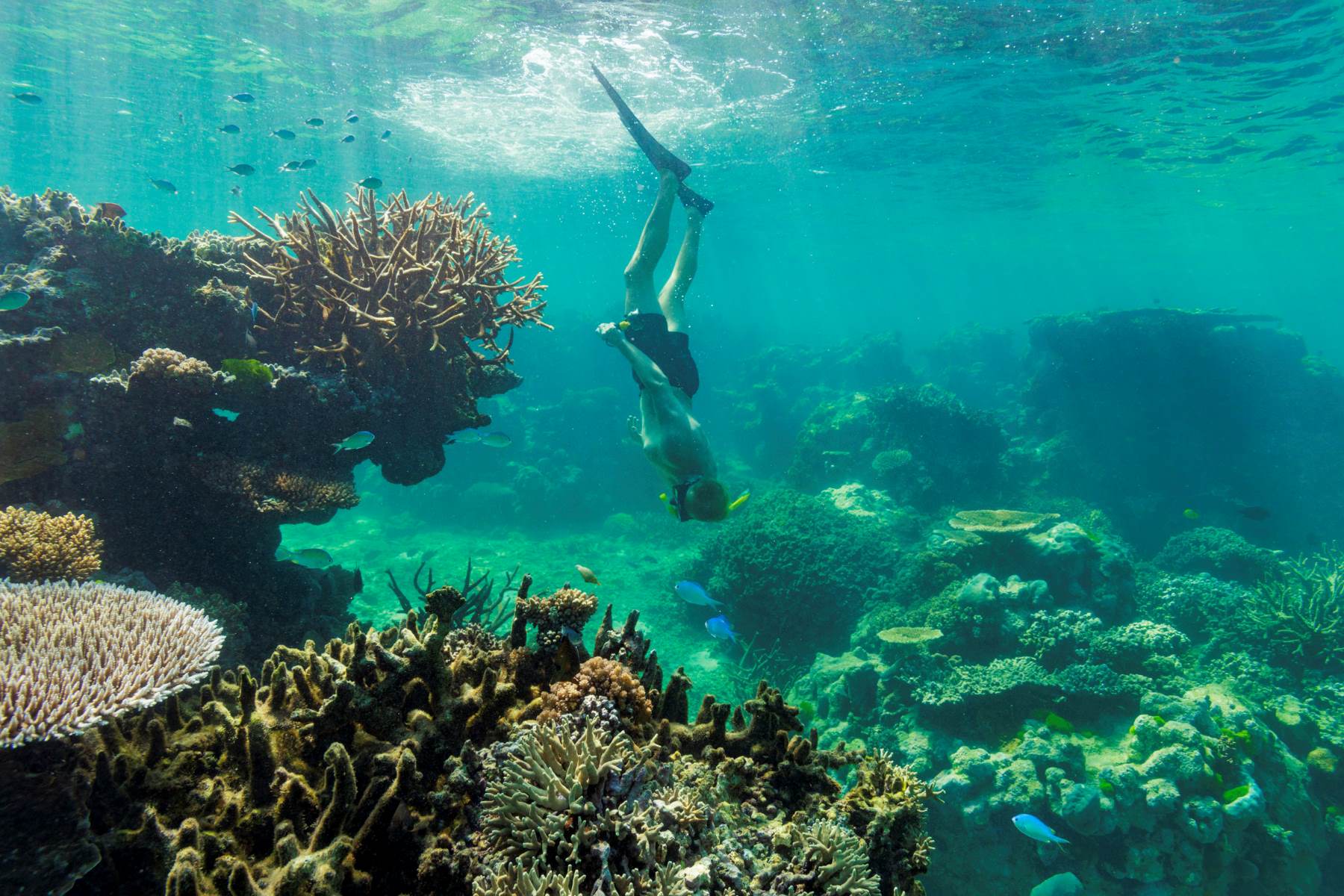 top-snorkeling-spots-in-the-great-barrier-reef