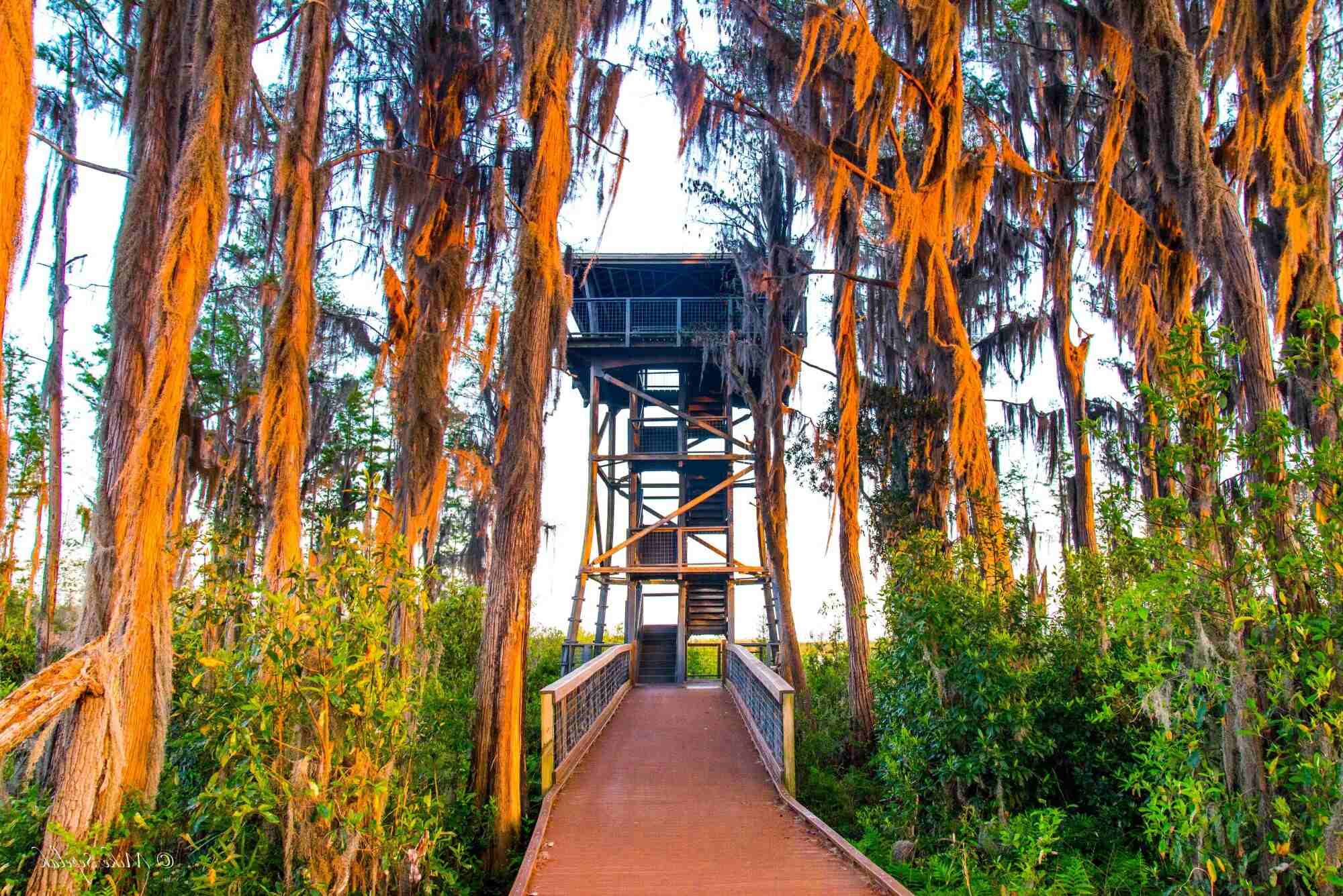 unveil-the-wonders-of-okefenokee-wildlife-refuge