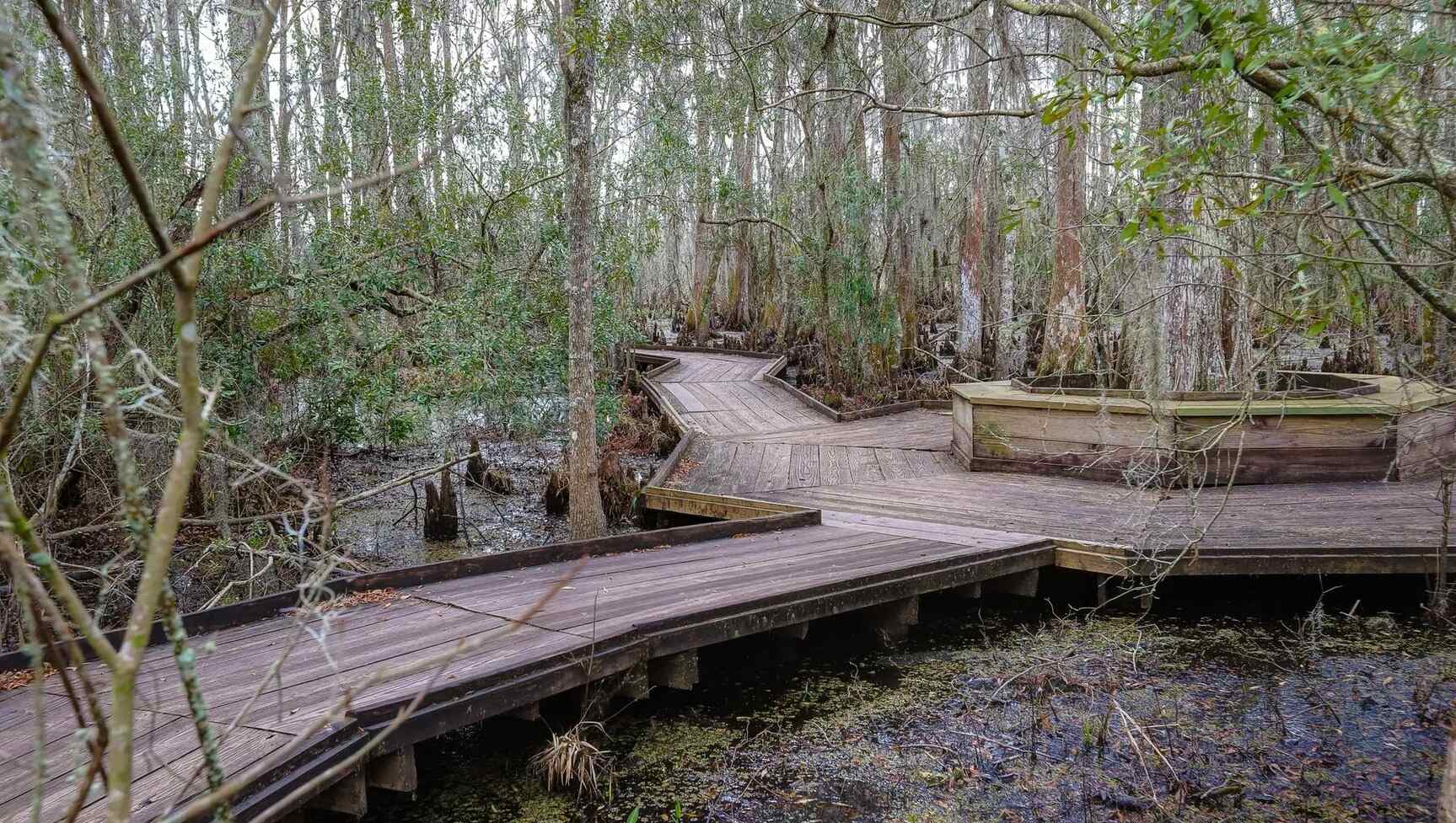 Hidden Floating Gardens Of Louisiana's Barataria Preserve | TouristSecrets