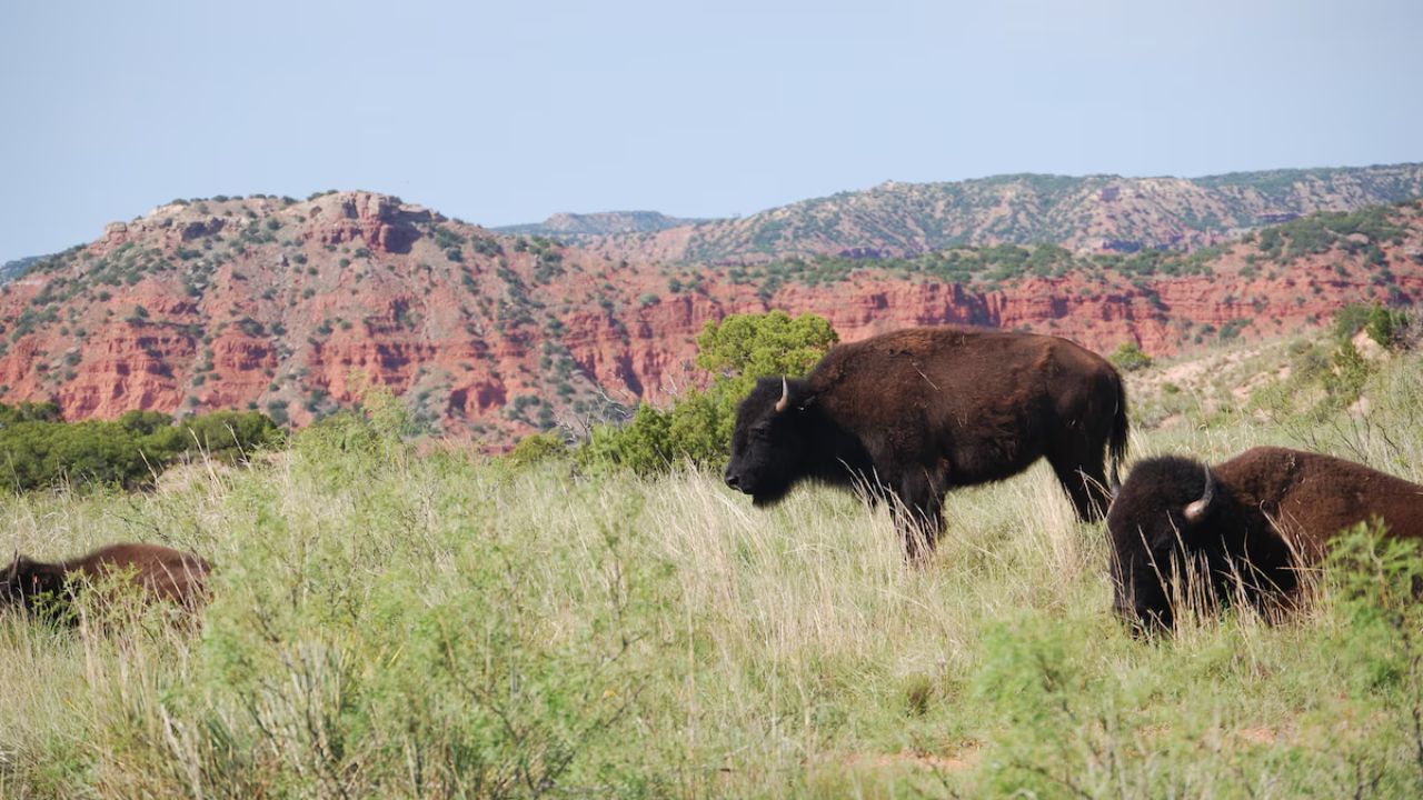 Texas' Secret Caprock Canyons And Bison Herds | TouristSecrets