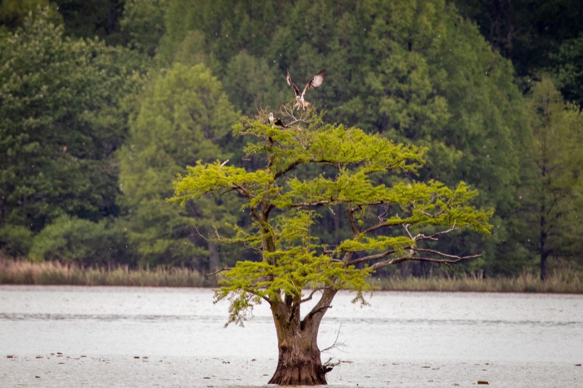 Hidden Trading Posts Of Tennessee's Reelfoot Lake | TouristSecrets