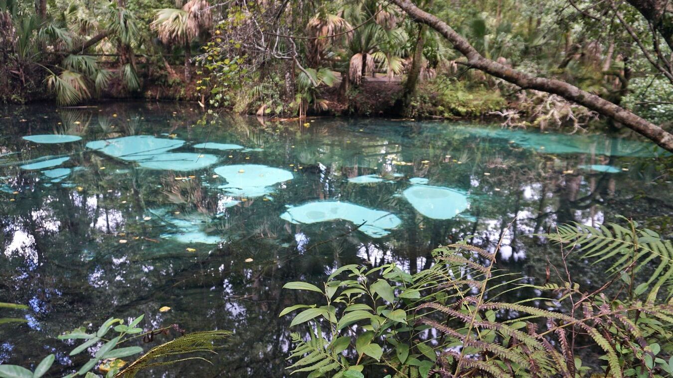 Secrets Beneath Florida's Silver Glen | TouristSecrets