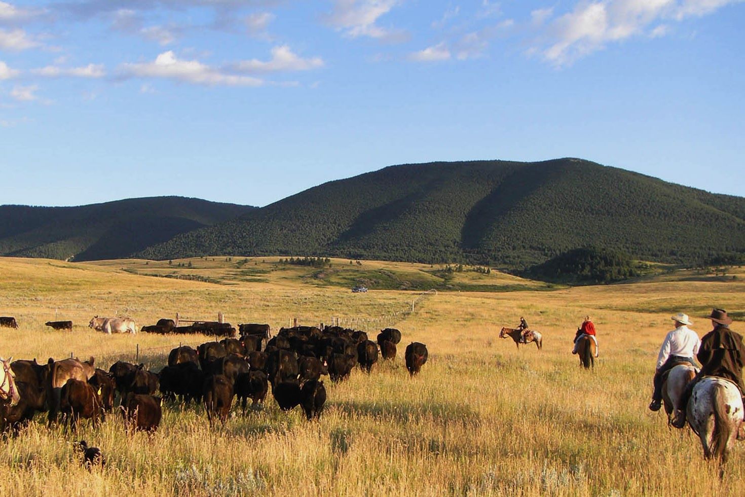 Secrets Hidden In Montana's Pryor Mountains | TouristSecrets