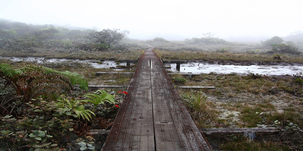 Secrets Of Hawaii's Alakai Swamp Revealed | TouristSecrets