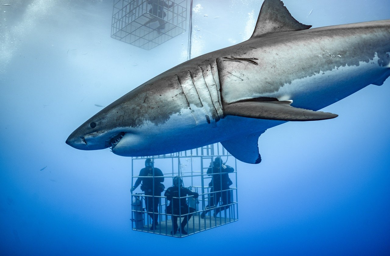 25 Best Shark Diving Destinations in the World