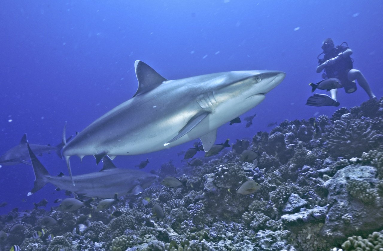 25 Best Shark Diving Destinations In The World