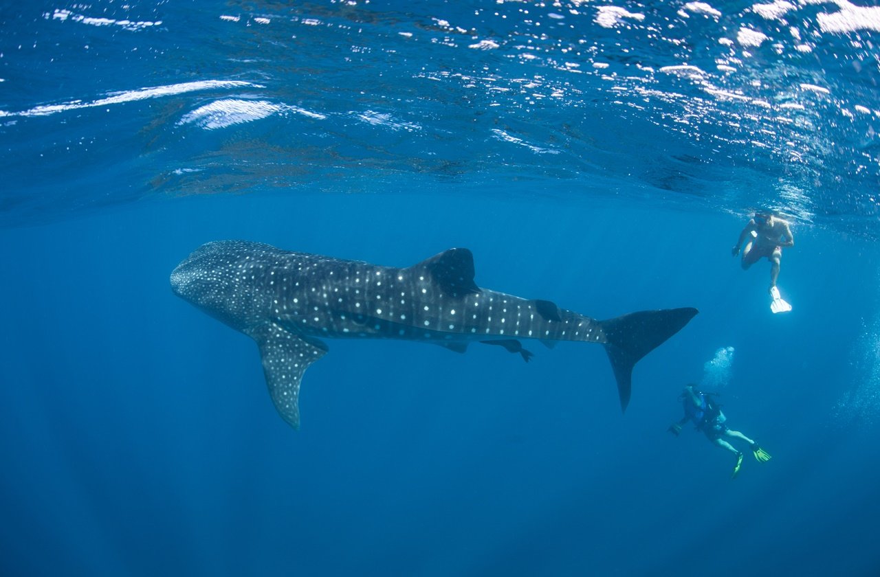 25 Best Shark Diving Destinations in the World