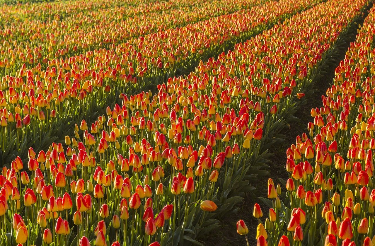 Tulip Fields in The Netherlands: Everything You Need to Know