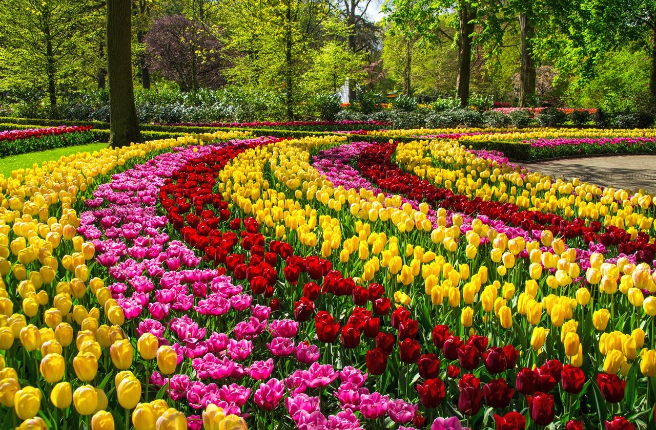 Tulip Fields in The Netherlands: Everything You Need to Know