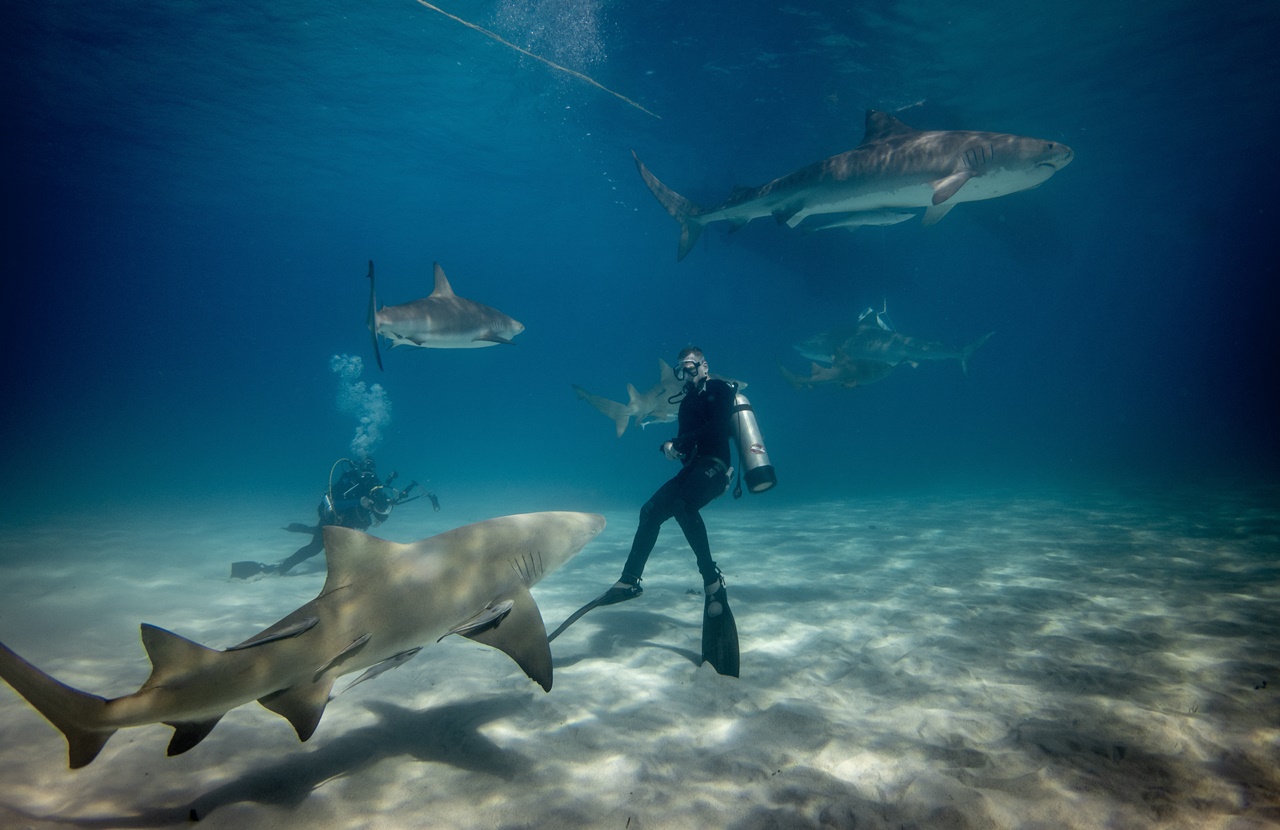 25 Best Shark Diving Destinations In The World